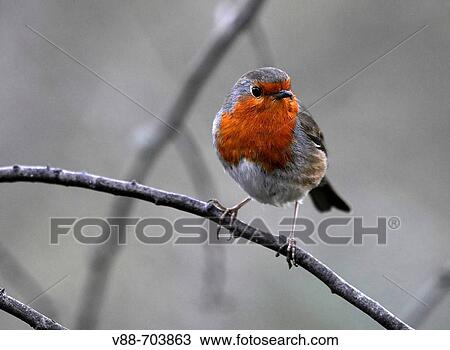 European Robin (Erithacus rubecula) perched on a branch, Washington Wildfowl and Wetlands Trust, Tyne and Wear, England. View Large Photo Image Stock Image - European Robin (Erithacus rubecula) perched on a branch, Washington Wildfowl and Wetlands Trust, Tyne and Wear, England.. Fotosearch