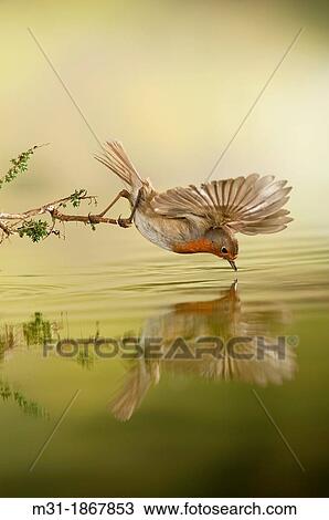 European Robin male Erithacus rubecula pond reflex, Alicante, Spain, Europe View Large Photo Image Stock Image - European Robin male Erithacus rubecula pond reflex, Alicante, Spain, Europe. Fotosearch