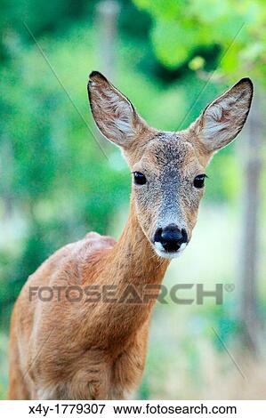 European Roe Deer Capreolus capreolus doe Location: Male Karpaty, Slovakia View Large Photo Image Stock Photo - European Roe Deer Capreolus capreolus doe Location: Male Karpaty, Slovakia. Fotosearch
