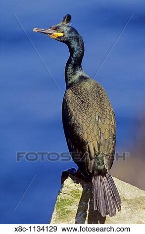 European Shag Phalacrocorax aristotelis or Common Shag, portrait on cliff Europe, Northern Europe, Great Britain, Scotland, Shetland Islands, Foula, May 2002 View Large Photo Image Stock Photo - European Shag Phalacrocorax aristotelis or Common Shag, portrait on cliff Europe, Northern Europe, Great Britain, Scotland, Shetland Islands, Foula, May 2002. Fotosearch