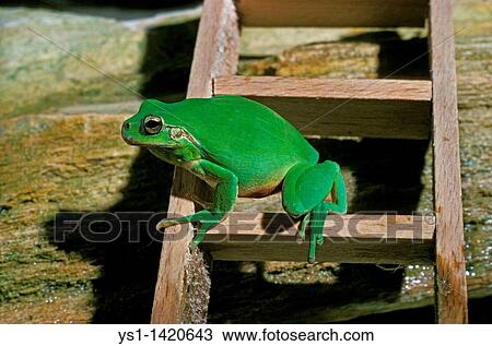 EUROPEAN TREE FROG hyla arborea, ADULT ON A LADDER, SYMBOL OF METEOROLOGY View Large Photo Image Stock Image - EUROPEAN TREE FROG hyla arborea, ADULT ON A LADDER, SYMBOL OF METEOROLOGY. Fotosearch