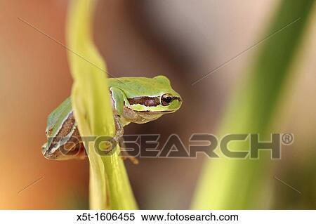 European tree frog, Hyla arborea, Photographed in Israel in October View Large Photo Image Stock Photography - European tree frog, Hyla arborea, Photographed in Israel in October. Fotosearch