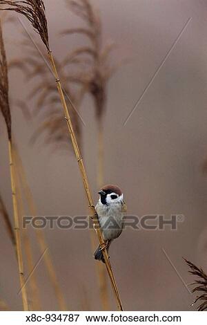 European Tree Sparrow Passer Montanus in reed in fog during fall at the fish ponds of Hortobagy National Park Europe, Eastern Europe, Hungary, 2008 View Large Photo Image Stock Photo - European Tree Sparrow Passer Montanus in reed in fog during fall at the fish ponds of Hortobagy National Park Europe, Eastern Europe, Hungary, 2008. Fotosearch