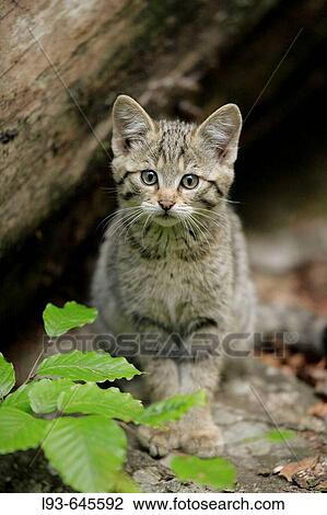 Stock Image - European Wildcat (Felis silvestris), young. Bavarian Forest National Park, Germany.. Fotosearch