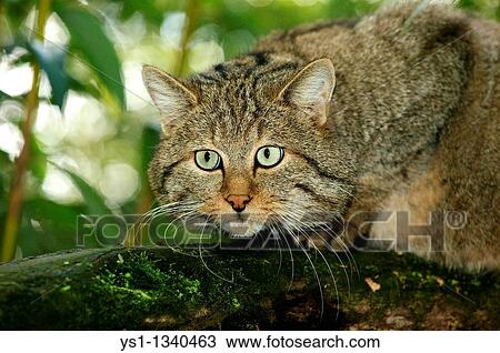 Stock Image - EUROPEAN WILDCAT felis silvestris, PORTRAIT OF ADULT ON BRANCH. Fotosearch