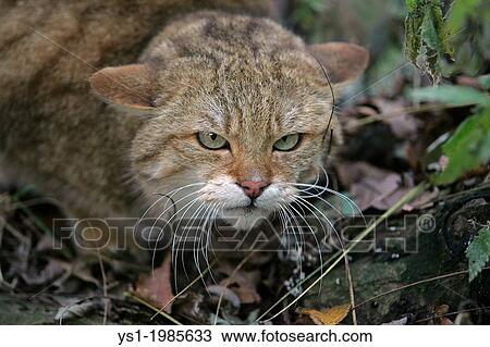 European Wildcat, felis silvestris, Portrait of Adult. View Large Photo Image Stock Image - European Wildcat, felis silvestris, Portrait of Adult.. Fotosearch