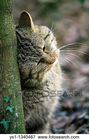 EUROPEAN WILDCAT felis silvestris, ADULT RUBBING HEAD ON TREE View Large Photo Image Stock Photo - EUROPEAN WILDCAT felis silvestris, ADULT RUBBING HEAD ON TREE. Fotosearch