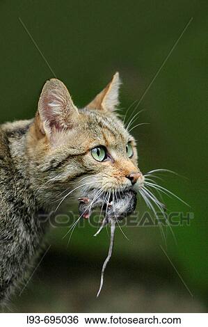 Stock Photograph - European Wildcat, Felis silvestris, Bavarian Forest National Park, Bavaria, Germany. Fotosearch