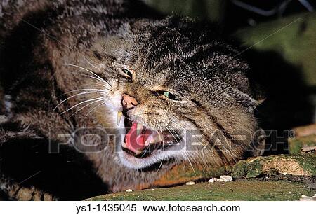EUROPEAN WILDCAT felis silvestris, ADULT SNARLING View Large Photo Image Stock Photography - EUROPEAN WILDCAT felis silvestris, ADULT SNARLING. Fotosearch