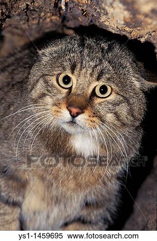 EUROPEAN WILDCAT felis silvestris, PORTRAIT OF ADULT View Large Photo Image Stock Photography - EUROPEAN WILDCAT felis silvestris, PORTRAIT OF ADULT. Fotosearch
