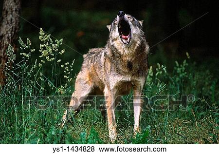 EUROPEAN WOLF canis lupus, ADULT HOWLING View Large Photo Image Stock Photo - EUROPEAN WOLF canis lupus, ADULT HOWLING. Fotosearch