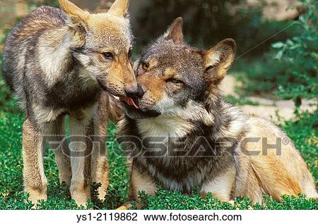 European Wolf, canis lupus, Mother licking Pup. View Large Photo Image Stock Image - European Wolf, canis lupus, Mother licking Pup.. Fotosearch