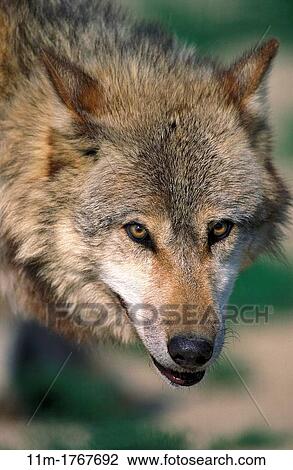 European Wolf, canis lupus, Portrait of Adult View Large Photo Image Stock Image - European Wolf, canis lupus, Portrait of Adult. Fotosearch