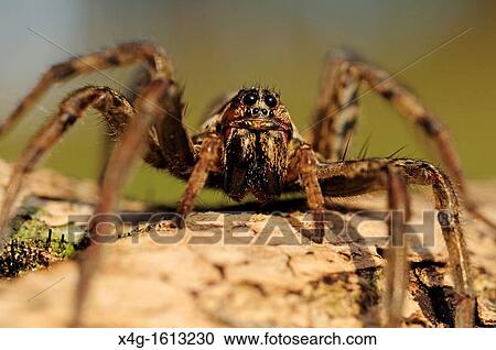 Stock Image - European Wolf Spider or False Tarantula Hogna radiata. Fotosearch
