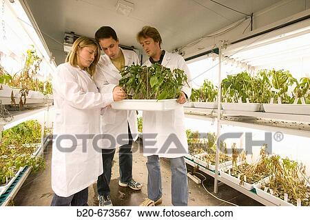 Stock Photo - Evaluation of pepper plant cultivars resistance to fungal diseases, culture room, Departamento de Producci? n y Protecci? n Vegetal, Neiker Tecnalia, Instituto de Investigaci? n y Desarrollo Agrario, Ganadero, Forestal y del Medio Natural, Spain. Fotosearch