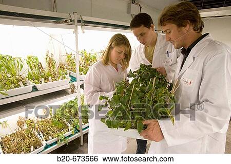 Evaluation of pepper plant cultivars resistance to fungal diseases, culture room, Departamento de Producci? n y Protecci? n Vegetal, Neiker Tecnalia, Instituto de Investigaci? n y Desarrollo Agrario, Ganadero, Forestal y del Medio Natural, Spain View Large Photo Image Stock Photograph - Evaluation of pepper plant cultivars resistance to fungal diseases, culture room, Departamento de Producci? n y Protecci? n Vegetal, Neiker Tecnalia, Instituto de Investigaci? n y Desarrollo Agrario, Ganadero, Forestal y del Medio Natural, Spain. Fotosearch