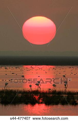 Evening in Doana National Park. Huelva province, Andalusia, Spain View Large Photo Image Stock Photo - Evening in Doana National Park. Huelva province, Andalusia, Spain. Fotosearch