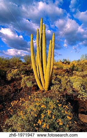 Evening light on brittlebush (Encelia californica) and Organ Pipe Cactus, Organ Pipe Cactus National Monument, Arizona USA. View Large Photo Image Stock Photo - Evening light on brittlebush (Encelia californica) and Organ Pipe Cactus, Organ Pipe Cactus National Monument, Arizona USA.. Fotosearch