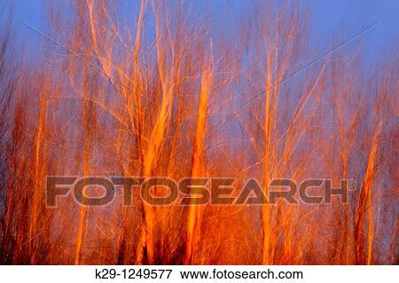 Evening light on trees in early spring Camera movement View Large Photo Image Stock Photo - Evening light on trees in early spring Camera movement. Fotosearch