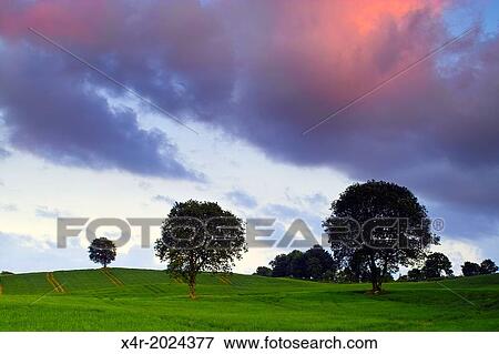 Evening light over a field of barley, Coolnahay, County Westmeath, Ireland. View Large Photo Image Stock Photo - Evening light over a field of barley, Coolnahay, County Westmeath, Ireland.. Fotosearch