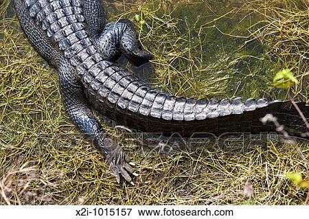 Everglades, Florida - Dec 2008 - American Alligator Alligator mississippiensis in wetlands along Alligator Alley in South Florida View Large Photo Image Stock Photo - Everglades, Florida - Dec 2008 - American Alligator Alligator mississippiensis in wetlands along Alligator Alley in South Florida. Fotosearch