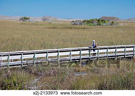 Everglades National Park, Florida - A boardwalk through the "river of grass. ". View Large Photo Image Stock Image - Everglades National Park, Florida - A boardwalk through the "river of grass. ".. Fotosearch