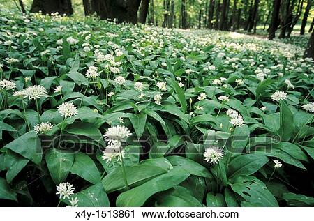 Every spring the flowers of Allium ursinum decorate the forest near Zaruby, Male Karpaty, Slovakia View Large Photo Image Stock Image - Every spring the flowers of Allium ursinum decorate the forest near Zaruby, Male Karpaty, Slovakia. Fotosearch