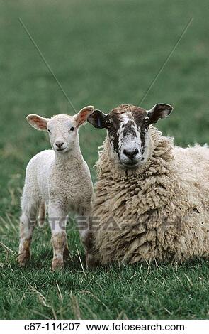 Ewe and lambs. Berkshire, England, UK View Large Photo Image Stock Photo - Ewe and lambs. Berkshire, England, UK. Fotosearch