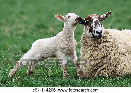 Stock Photograph - Ewe and lambs. Buckinghamshire, England, UK. Fotosearch