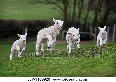 Ewe and Lambs March Norfolk View Large Photo Image Stock Photograph - Ewe and Lambs March Norfolk. Fotosearch