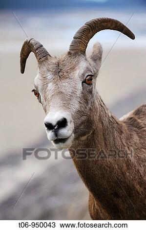 Ewe bighorn sheep portrait Ovis canadensis Jasper National Park, Rocky Mountains, Alberta, Canada View Large Photo Image Stock Image - Ewe bighorn sheep portrait Ovis canadensis Jasper National Park, Rocky Mountains, Alberta, Canada. Fotosearch