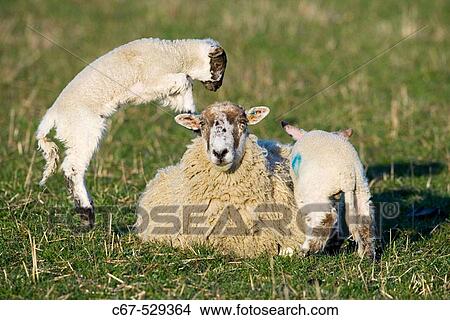 Ewe Lamb Goosehill Farm Bucks UK View Large Photo Image Picture - Ewe Lamb Goosehill Farm Bucks UK. Fotosearch