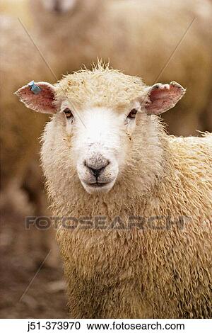 Ewe portrait. Atholl. New Zealand View Large Photo Image Stock Image - Ewe portrait. Atholl. New Zealand. Fotosearch