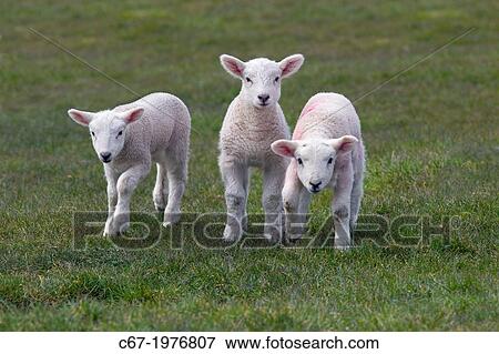 Ewe & Spring Lambs in grass meadow. View Large Photo Image Stock Photo - Ewe & Spring Lambs in grass meadow.. Fotosearch