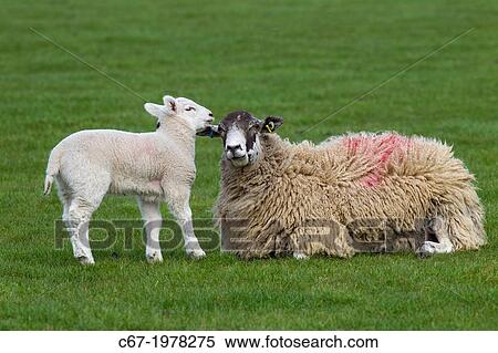 Ewe & Spring Lambs in grass meadow. View Large Photo Image Stock Photography - Ewe & Spring Lambs in grass meadow.. Fotosearch