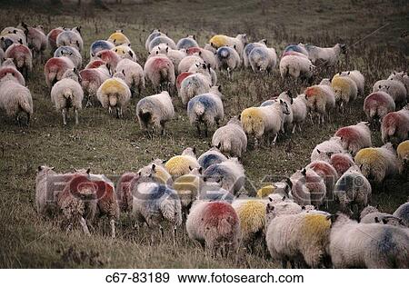 Ewes. Ivinghoe Beacon, Buckinghamshire, England, UK View Large Photo Image Stock Photo - Ewes. Ivinghoe Beacon, Buckinghamshire, England, UK. Fotosearch