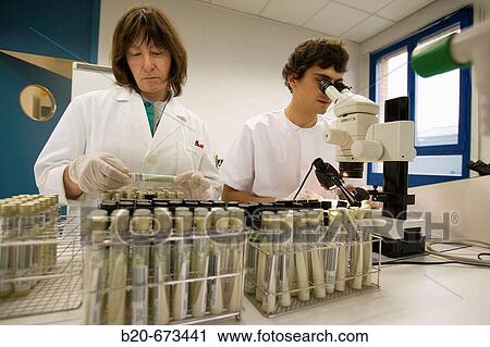 Stock Image - Examining bacteria cultures in solid media, Laboratory of Bacteriology, Departamento de Producci? n y Sanidad Animal, Neiker Tecnalia, Instituto de Investigaci? n y Desarrollo Agrario, Ganadero, Forestal y del Medio Natural, Derio, Bizkaia, Euskadi, Spain. Fotosearch
