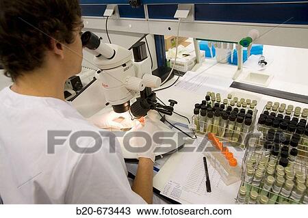 Examining bacteria cultures in solid media, Laboratory of Bacteriology, Departamento de Producci? n y Sanidad Animal, Neiker Tecnalia, Instituto de Investigaci? n y Desarrollo Agrario, Ganadero, Forestal y del Medio Natural, Derio, Bizkaia, Euskadi, Spain View Large Photo Image Stock Image - Examining bacteria cultures in solid media, Laboratory of Bacteriology, Departamento de Producci? n y Sanidad Animal, Neiker Tecnalia, Instituto de Investigaci? n y Desarrollo Agrario, Ganadero, Forestal y del Medio Natural, Derio, Bizkaia, Euskadi, Spain. Fotosearch