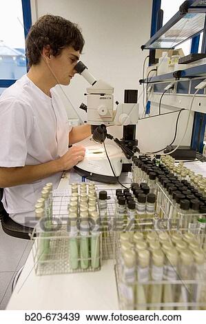Examining bacteria cultures in solid media, Laboratory of Bacteriology, Departamento de Producci? n y Sanidad Animal, Neiker Tecnalia, Instituto de Investigaci? n y Desarrollo Agrario, Ganadero, Forestal y del Medio Natural, Derio, Bizkaia, Euskadi, Spain View Large Photo Image Stock Photo - Examining bacteria cultures in solid media, Laboratory of Bacteriology, Departamento de Producci? n y Sanidad Animal, Neiker Tecnalia, Instituto de Investigaci? n y Desarrollo Agrario, Ganadero, Forestal y del Medio Natural, Derio, Bizkaia, Euskadi, Spain. Fotosearch