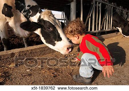 Excited three year baby boy feeds a cow on a dairy farm Model release available Photographed in Israel, Kibbutz Maagan Michael View Large Photo Image Stock Image - Excited three year baby boy feeds a cow on a dairy farm Model release available Photographed in Israel, Kibbutz Maagan Michael. Fotosearch