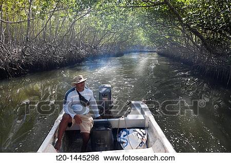 Excursion into Mangroves, Rhizophora, Los Haitises National Park, Dominican Republic View Large Photo Image Stock Photo - Excursion into Mangroves, Rhizophora, Los Haitises National Park, Dominican Republic. Fotosearch