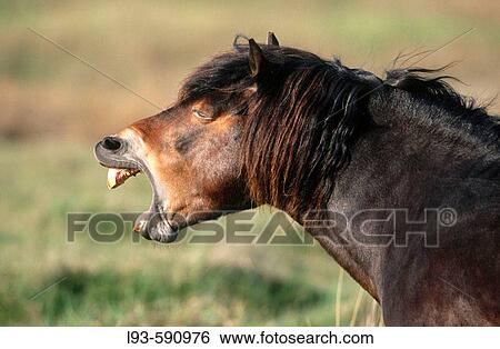 Exmoor pony (Equus caballus). View Large Photo Image Stock Photograph - Exmoor pony (Equus caballus).. Fotosearch
