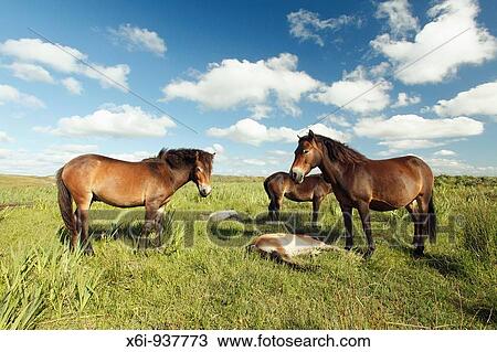 Stock Image - Exmoor Pony - Mares and foals resting, De Bollekamer sand dune NP, Island of Texel, Holland. Fotosearch