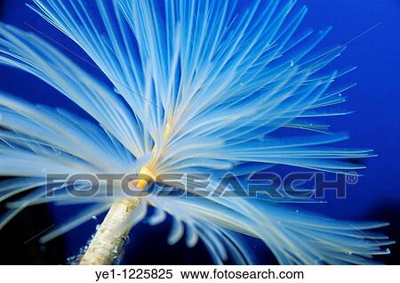 Stock Photography - Exquisite Feather Duster Worm (Sabella spallanzanii) floats in blue waters.. Fotosearch