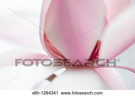 Exquisite Magnolia Campbellii Alba Pink Bloom, Contrasting Strength with Gentleness View Large Photo Image Stock Image - Exquisite Magnolia Campbellii Alba Pink Bloom, Contrasting Strength with Gentleness. Fotosearch