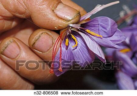 Extracting saffron flowers stigmas. Villafranca de los Caballeros. Toledo province. Castilla-La Mancha. Spain View Large Photo Image Stock Photo - Extracting saffron flowers stigmas. Villafranca de los Caballeros. Toledo province. Castilla-La Mancha. Spain. Fotosearch