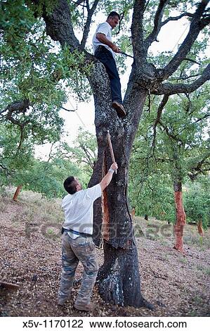 Stock Image - Extracting the cork. Cortelazor. Huelva. Natural Park of Aracena and Picos de Aroche. Andalucia. Spain. Fotosearch