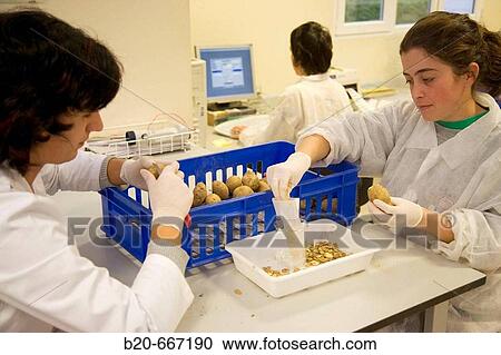 Extraction of samples and bacteria detection in potatoes, Plant health laboratory. Neiker Tecnalia, Instituto de Investigaci? n y Desarrollo Agrario, Ganadero, Forestal y del Medio Natural, Arkaute, Alava, Euskadi, Spain. View Large Photo Image Stock Image - Extraction of samples and bacteria detection in potatoes, Plant health laboratory. Neiker Tecnalia, Instituto de Investigaci? n y Desarrollo Agrario, Ganadero, Forestal y del Medio Natural, Arkaute, Alava, Euskadi, Spain.. Fotosearch