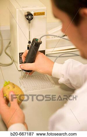 Extraction of samples and bacteria detection in potatoes, Plant health laboratory. Neiker Tecnalia, Instituto de Investigaci? n y Desarrollo Agrario, Ganadero, Forestal y del Medio Natural, Arkaute, Alava, Euskadi, Spain. View Large Photo Image Stock Photo - Extraction of samples and bacteria detection in potatoes, Plant health laboratory. Neiker Tecnalia, Instituto de Investigaci? n y Desarrollo Agrario, Ganadero, Forestal y del Medio Natural, Arkaute, Alava, Euskadi, Spain.. Fotosearch