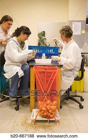 Extraction of samples and bacteria detection in potatoes, Plant health laboratory. Neiker Tecnalia, Instituto de Investigaci? n y Desarrollo Agrario, Ganadero, Forestal y del Medio Natural, Arkaute, Alava, Euskadi, Spain. View Large Photo Image Stock Photo - Extraction of samples and bacteria detection in potatoes, Plant health laboratory. Neiker Tecnalia, Instituto de Investigaci? n y Desarrollo Agrario, Ganadero, Forestal y del Medio Natural, Arkaute, Alava, Euskadi, Spain.. Fotosearch